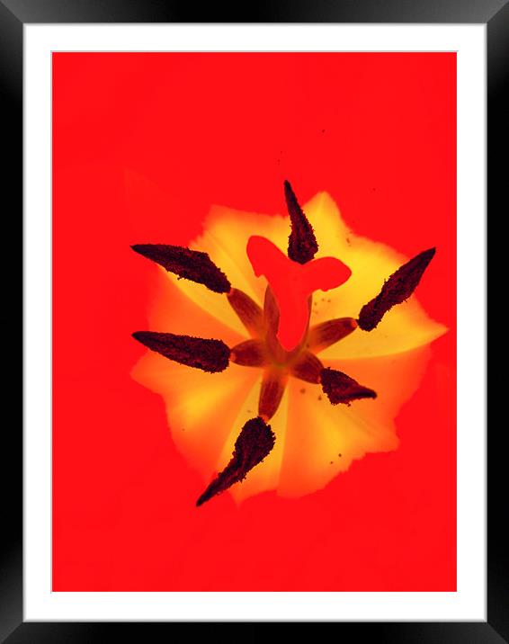 bright tulip Framed Mounted Print by Heather Newton