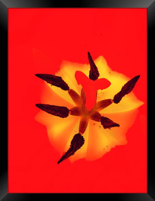 bright tulip Framed Print by Heather Newton