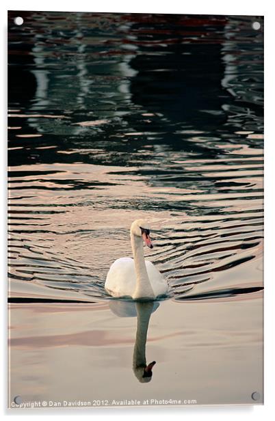Swansea Swan Marina Acrylic by Dan Davidson