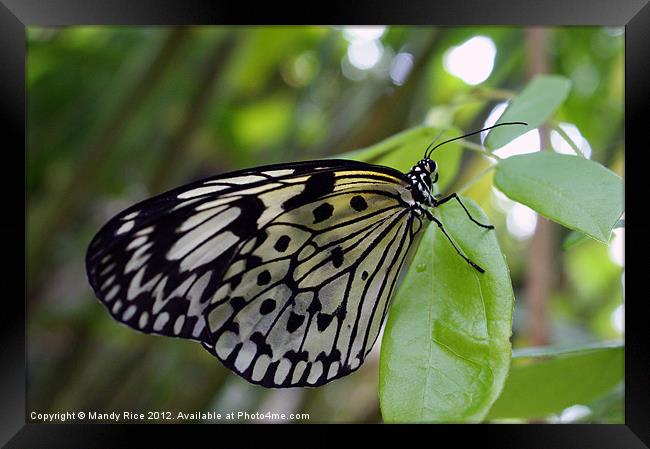 A Black n White Butterfly Framed Print by Mandy Rice