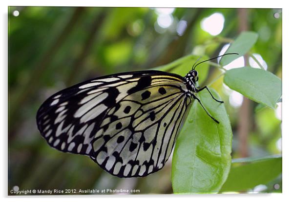 A Black n White Butterfly Acrylic by Mandy Rice