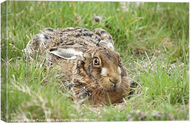 Brown Hare Canvas Print by Philip Pound