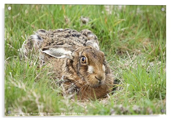 Brown Hare Acrylic by Philip Pound