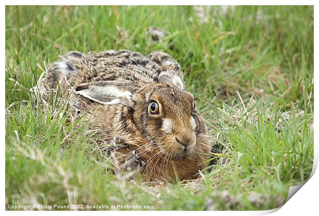Brown Hare Print by Philip Pound