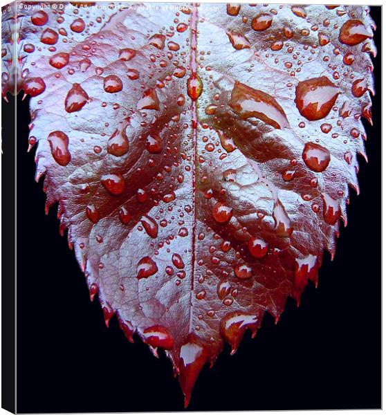 Raindrops on a Leaf Canvas Print by David Atkinson