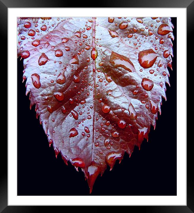 Raindrops on a Leaf Framed Mounted Print by David Atkinson