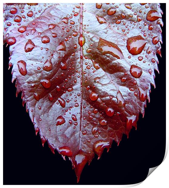 Raindrops on a Leaf Print by David Atkinson