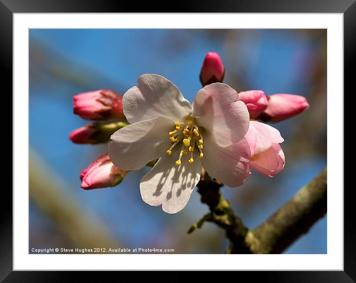 Pretty Pink Blossom floral canvas Framed Mounted Print by Steve Hughes