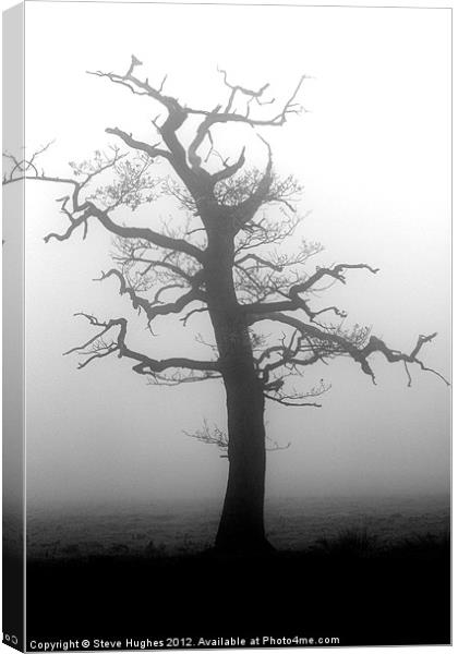 Misty tree in Winter Canvas Print by Steve Hughes