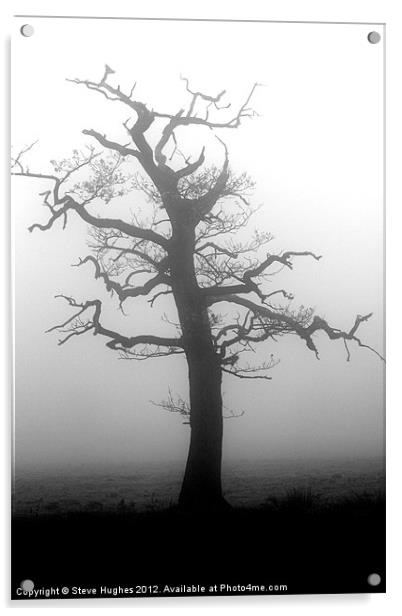 Misty tree in Winter Acrylic by Steve Hughes