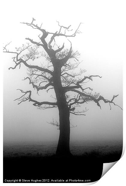 Misty tree in Winter Print by Steve Hughes