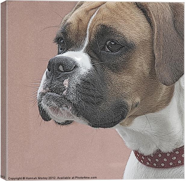 Boxer Dog Canvas Print by Hannah Morley