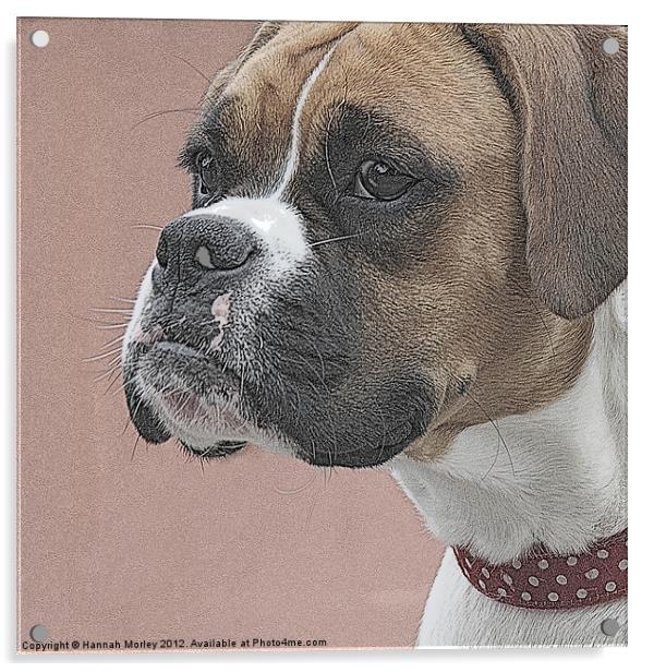 Boxer Dog Acrylic by Hannah Morley