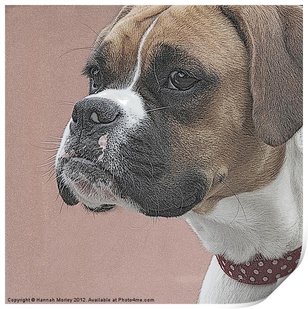 Boxer Dog Print by Hannah Morley