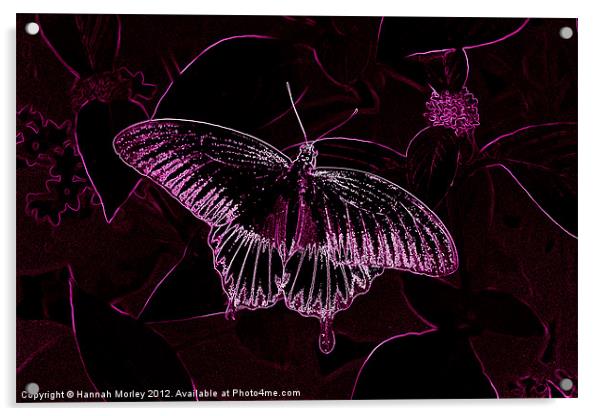 Pink Neon Butterfly Acrylic by Hannah Morley