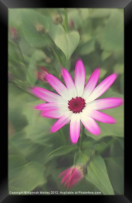 Senetti Pink Flower Framed Print by Hannah Morley