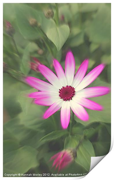 Senetti Pink Flower Print by Hannah Morley