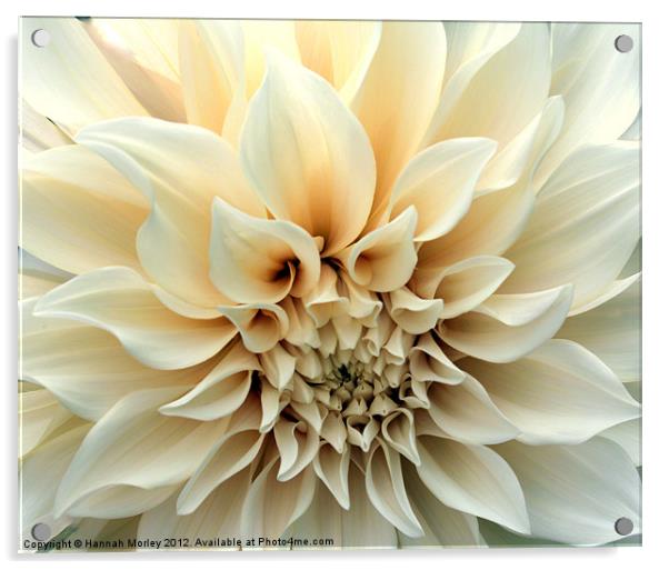 Beautiful Cream Dahlia Flower Acrylic by Hannah Morley