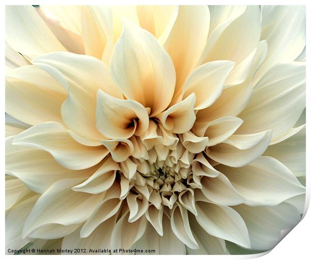 Beautiful Cream Dahlia Flower Print by Hannah Morley