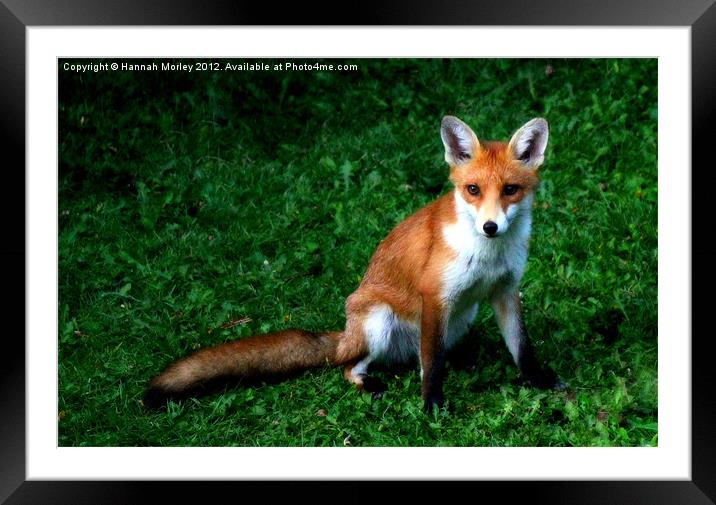 Fox Cub Framed Mounted Print by Hannah Morley