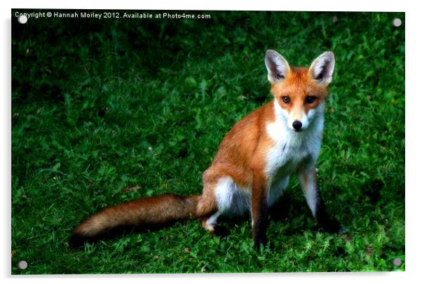 Fox Cub Acrylic by Hannah Morley