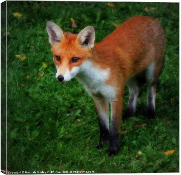 Fox Cub Canvas Print by Hannah Morley