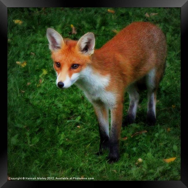 Fox Cub Framed Print by Hannah Morley