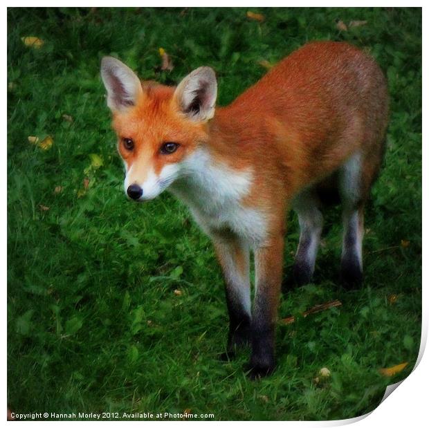 Fox Cub Print by Hannah Morley