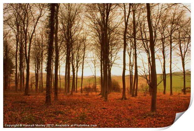 Friston Forest Print by Hannah Morley