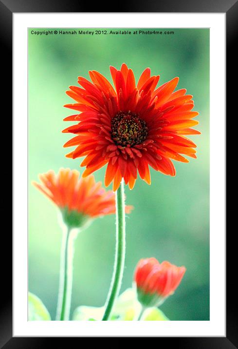 Red and Orange Gerbera Framed Mounted Print by Hannah Morley