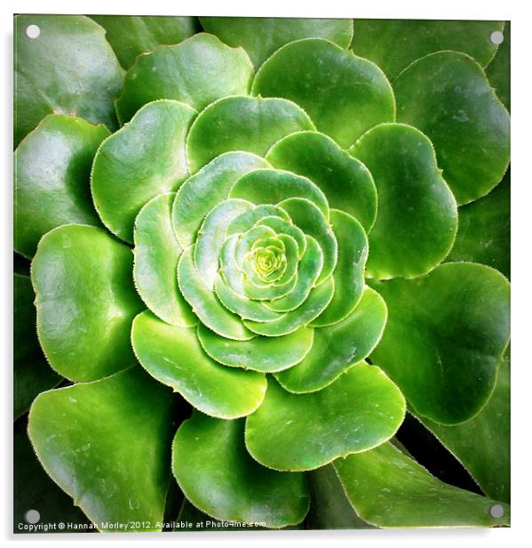 Green Platter Plant Acrylic by Hannah Morley