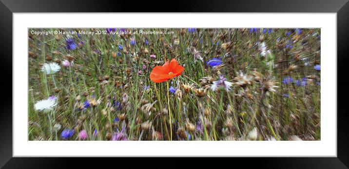 Lone Poppy amongst Wildflowers Framed Mounted Print by Hannah Morley