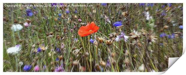 Lone Poppy amongst Wildflowers Print by Hannah Morley