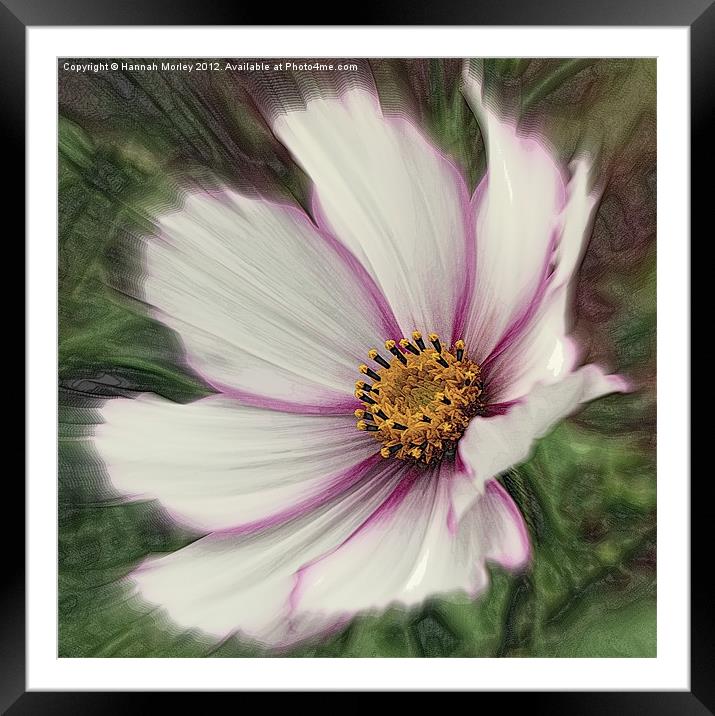 Pink and Purple Cosmos Flowers Framed Mounted Print by Hannah Morley
