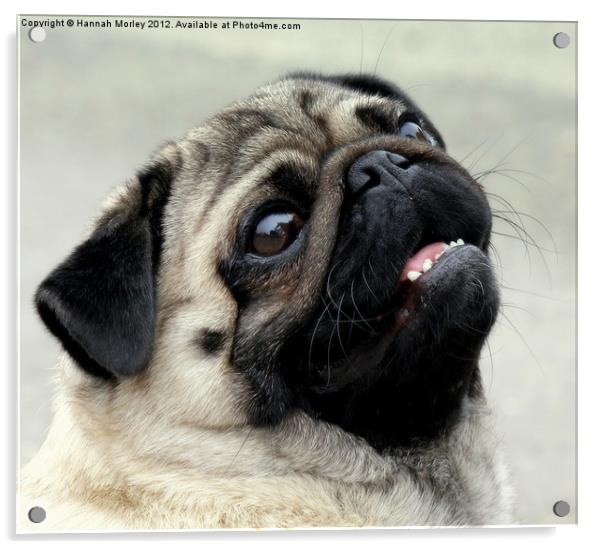 Fawn Pug Dog Acrylic by Hannah Morley