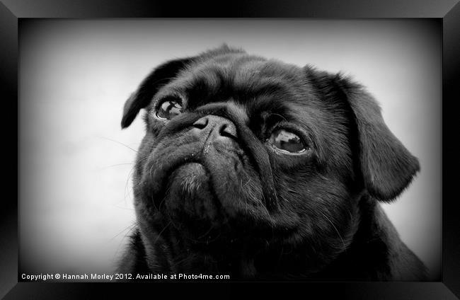 Black Pug Dog Framed Print by Hannah Morley