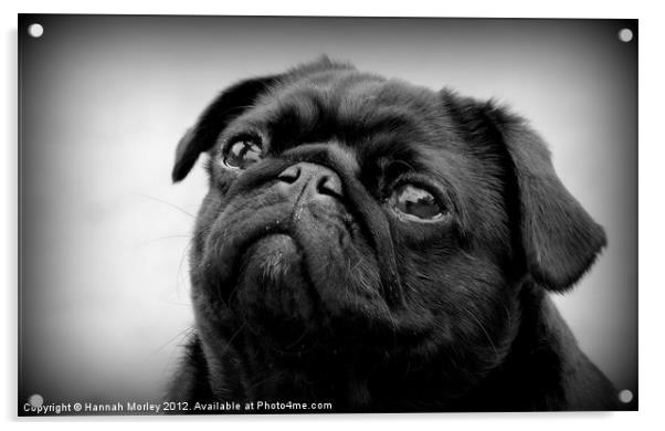 Black Pug Dog Acrylic by Hannah Morley