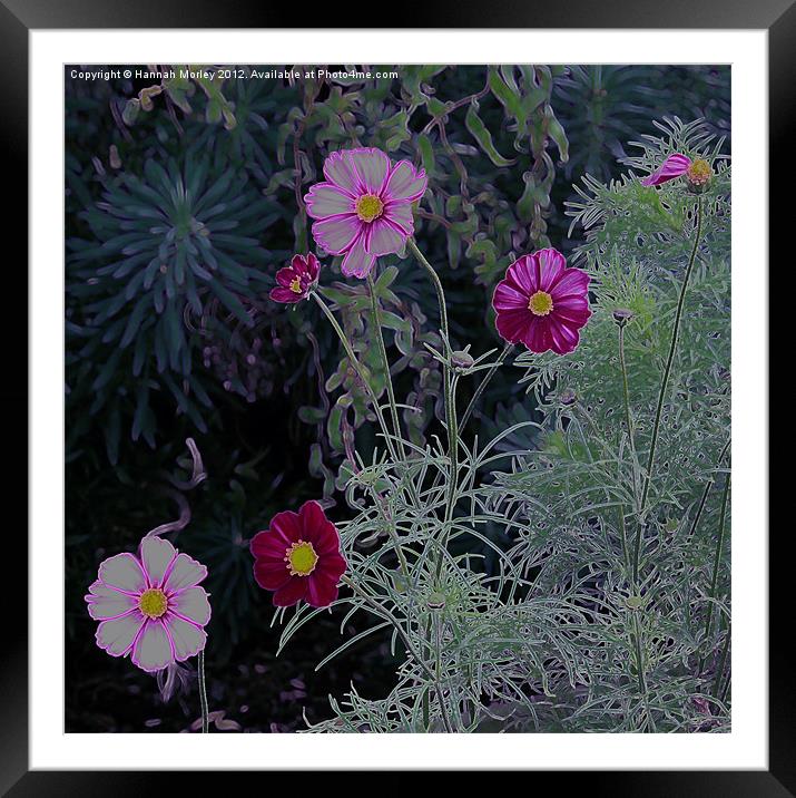 Pink and Purple Cosmos Flowers Framed Mounted Print by Hannah Morley