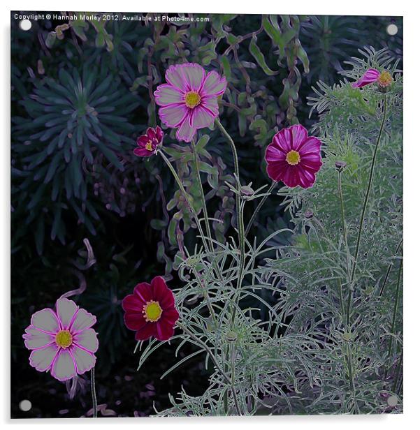 Pink and Purple Cosmos Flowers Acrylic by Hannah Morley