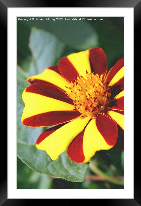 Red and Yellow Flower Framed Mounted Print by Hannah Morley