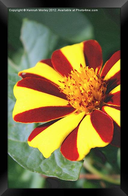 Red and Yellow Flower Framed Print by Hannah Morley