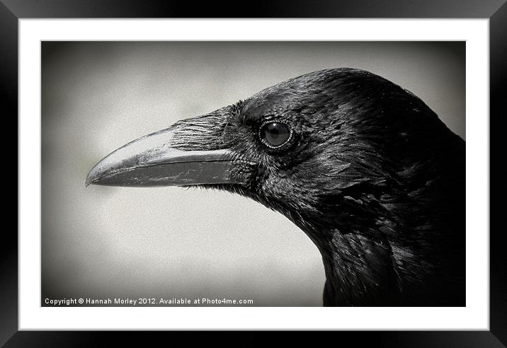 Crow Framed Mounted Print by Hannah Morley