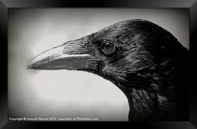 Crow Framed Print by Hannah Morley