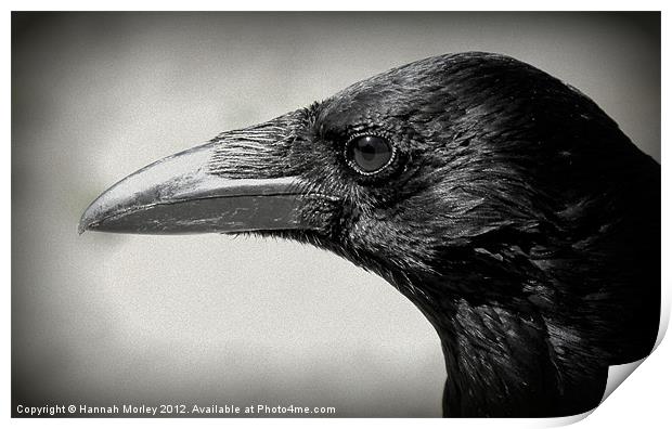 Crow Print by Hannah Morley