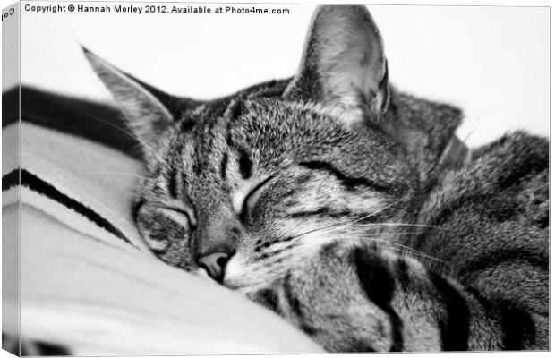Sleeping Tabby Cat Canvas Print by Hannah Morley