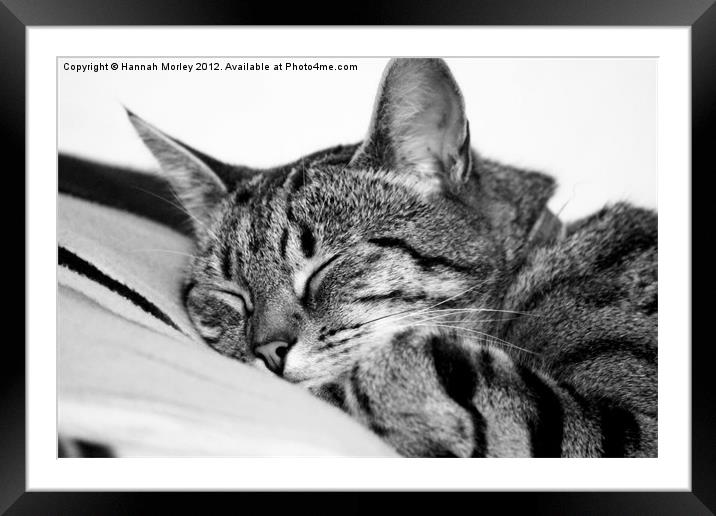 Sleeping Tabby Cat Framed Mounted Print by Hannah Morley