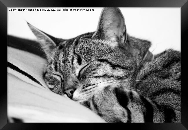 Sleeping Tabby Cat Framed Print by Hannah Morley
