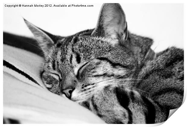 Sleeping Tabby Cat Print by Hannah Morley
