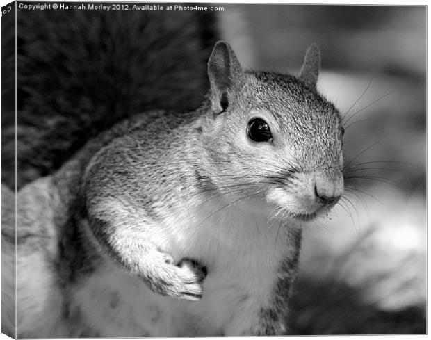 Grey Scale Grey Squirrel! Canvas Print by Hannah Morley