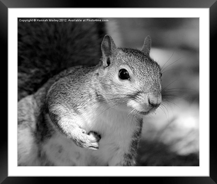 Grey Scale Grey Squirrel! Framed Mounted Print by Hannah Morley